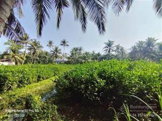 Chính chủ bán đất ấp phú đa, xã vĩnh bình, huyện chợ lách, tỉnh vĩnh long