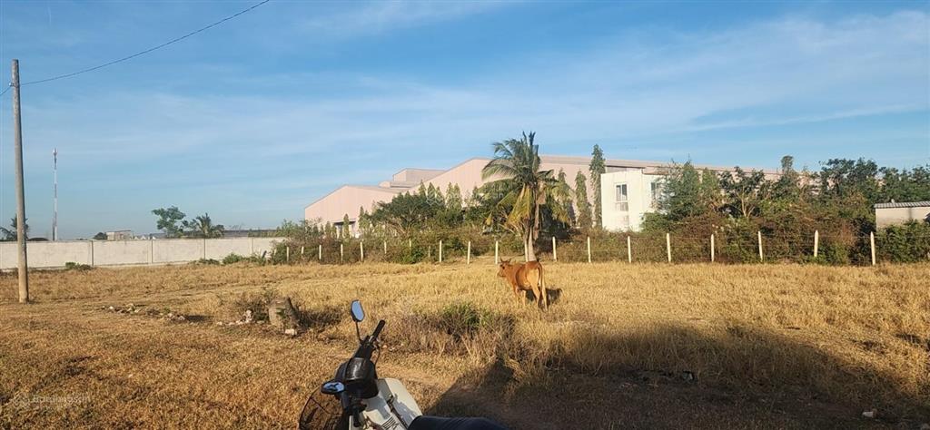 Bán đất 1.621m2, tại xã phong nẫm, thành phố phan thiết, bình thuận