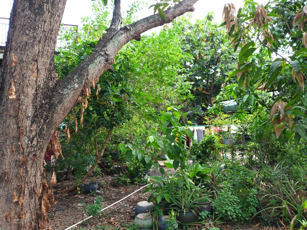 Phù hợp chdv phân lô hơn 1500m2 ngang 50m sổ vuông fun thổ cư đường rộng 6m  linh xuân thủ đức