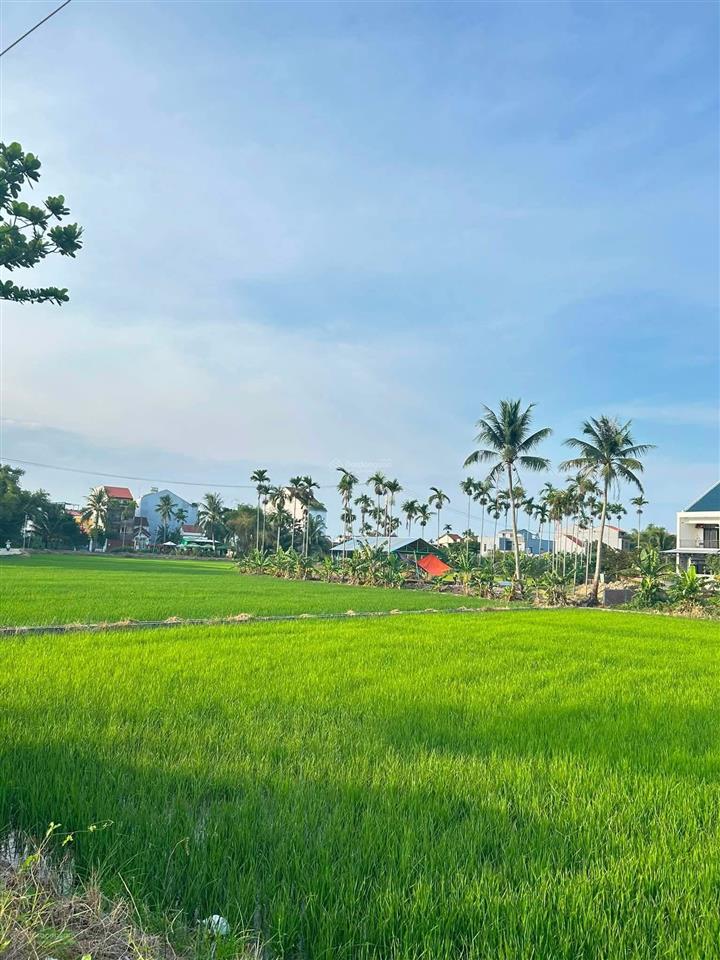 Bán nhanh lô đất, 1000m2, view lúa, an mỹ, hội an, đà nẵng
gần 1000m2 có 350m2 đất ở còn lại đ