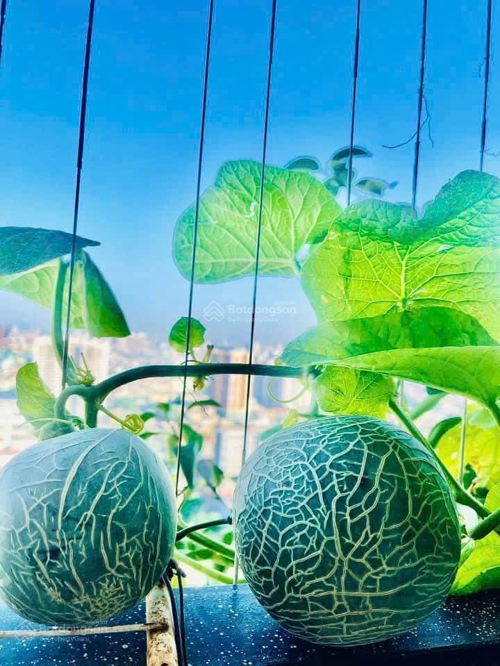 Chính chủ cần bán gấp nhà trước tết