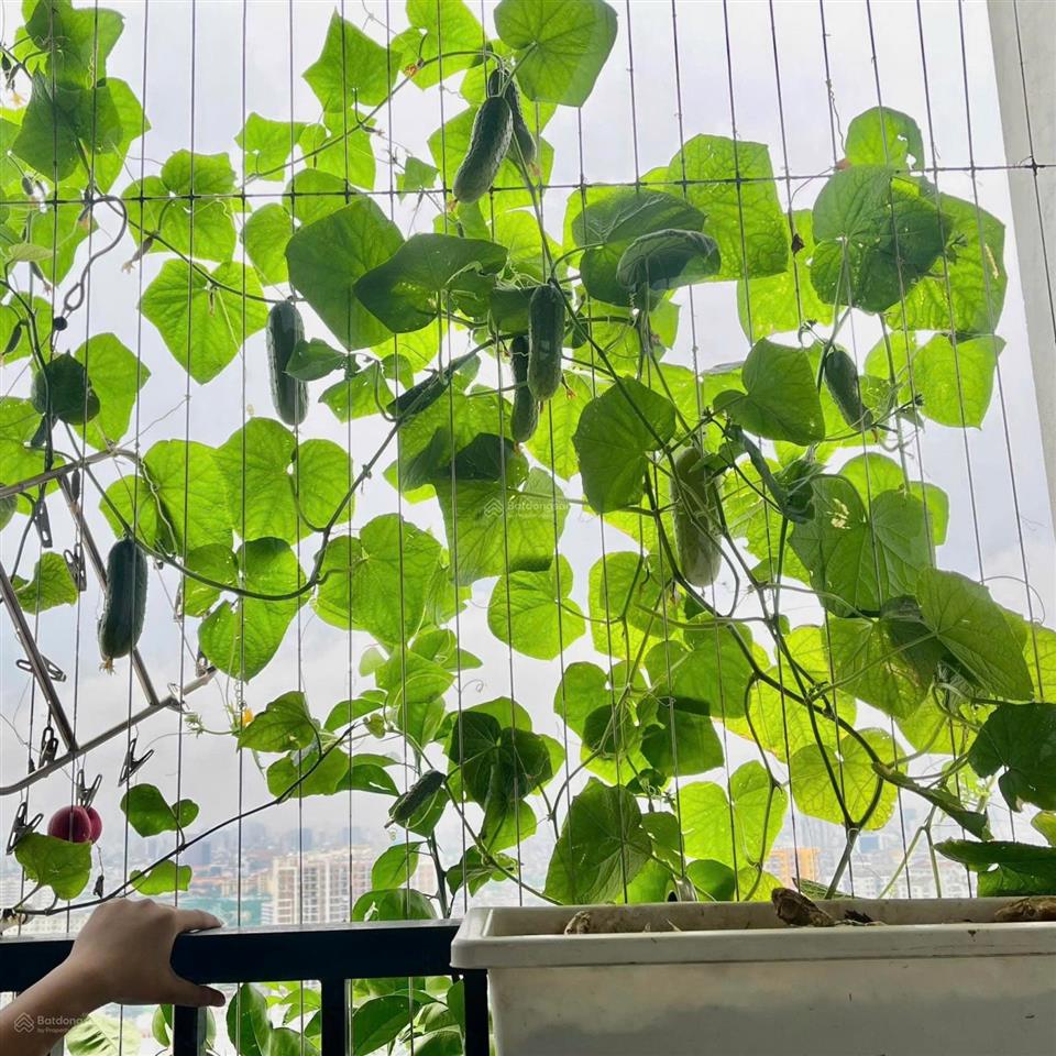 Chính chủ cần bán gấp nhà trước tết