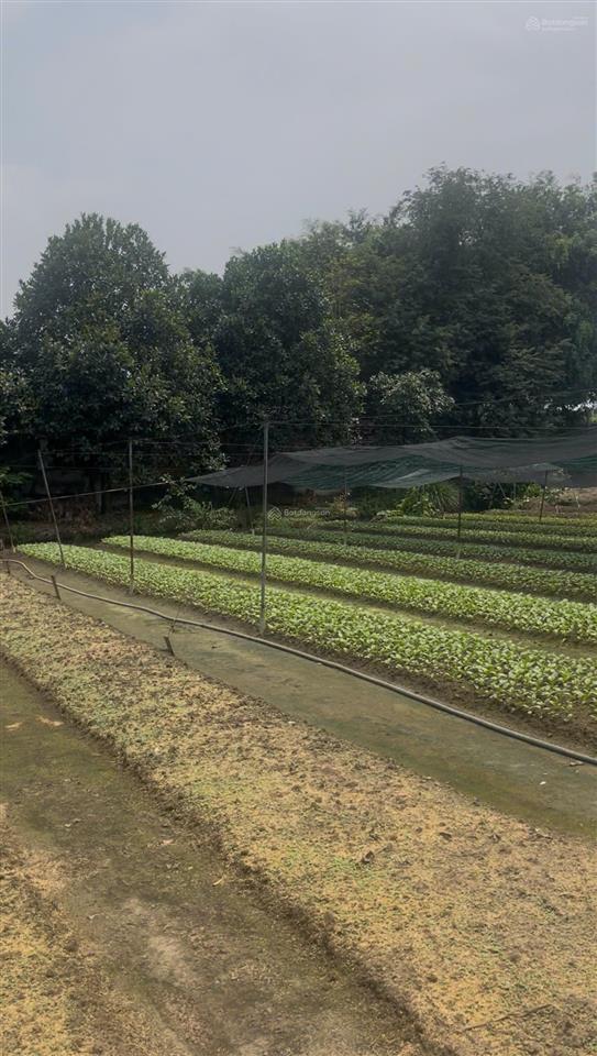 Bán nhà vườn nhà góc 2 mặt tiền 7.500m2, thổ cư 400m2 cách chợ hóc môn 500m, 100m x 75m