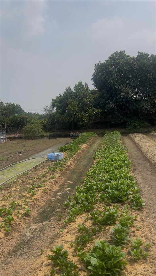 Bán nhà vườn nhà góc 2 mặt tiền 7.500m2, thổ cư 400m2 cách chợ hóc môn 500m, 100m x 75m