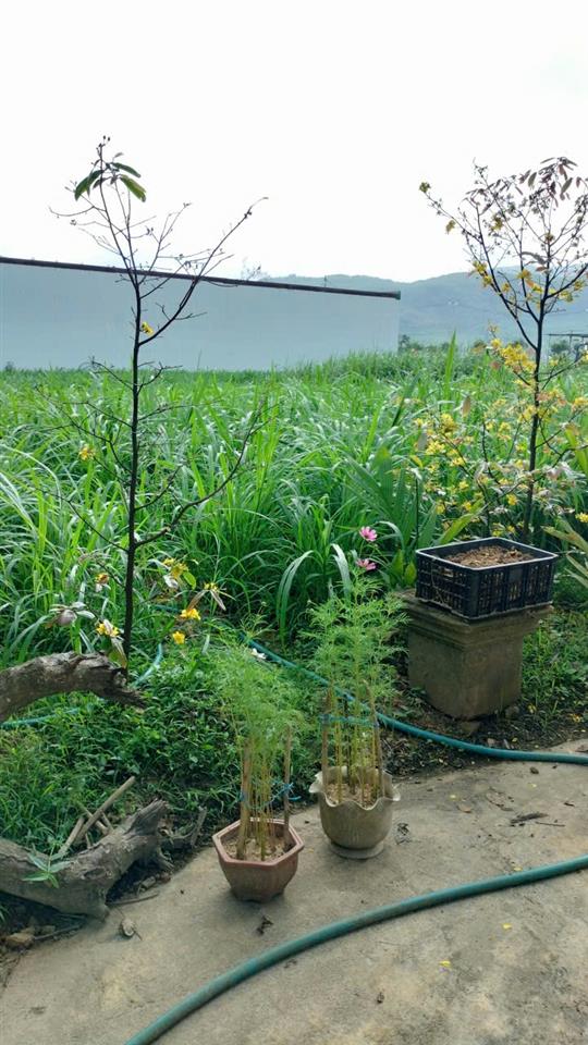 HOT HOT – CHÍNH CHỦ CẦN BÁN LÔ ĐẤT GÓC TẠI X. Hoài Sơn, TX. Hoài Nhơn, T. Bình Định