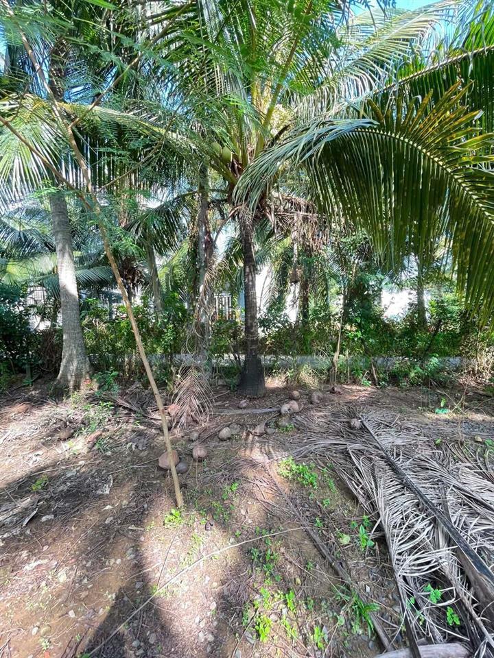 ĐẦU TƯ SINH LỜI - Chính Chủ Cần Bán Đất Vườn Tại 172 Ô4 Khu 1, Thị trấn Chợ Gạo, Tiền