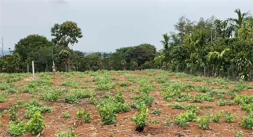 ĐẤT ĐẸP – CHÍNH CHỦ CẦN BÁN LÔ ĐẤT Mặt Tiền Đ. Trung Tâm Quảng Khê, H. Đắk Glong, T. Đắk