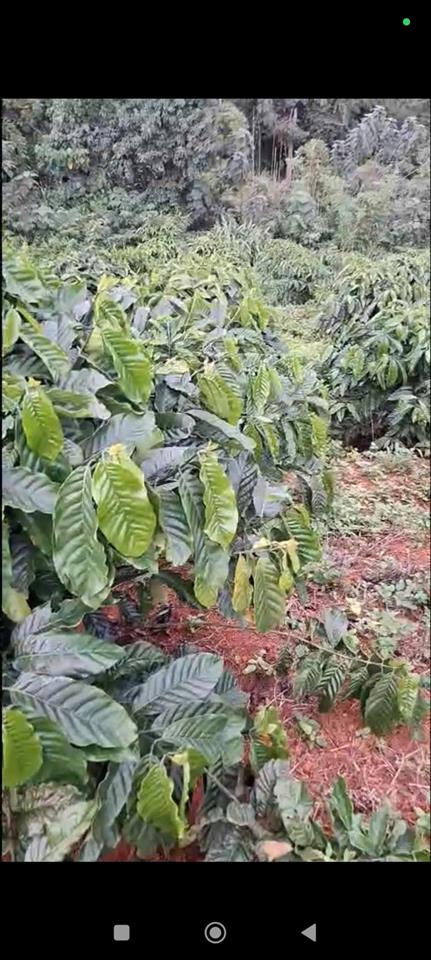 ĐẤT VƯỜN ĐẸP–GIÁ TỐT – CHÍNH CHỦ CẦN BÁN 6HA VƯỜN CÀ PHÊ 5 Đơzang, Trường Xuân, Gia