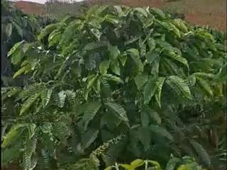 ĐẤT VƯỜN ĐẸP–GIÁ TỐT – CHÍNH CHỦ CẦN BÁN 6HA VƯỜN CÀ PHÊ 5 Đơzang, Trường Xuân, Gia