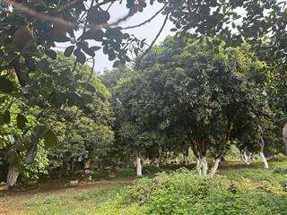 View hồ đẹp sát đại học quốc gia vị trí đắc địa tại hoà lạc