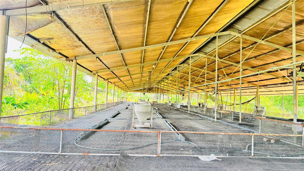 X159 bán xưởng, trại heo đang hoạt động ổn định, vị trí xa dân cư, có suối sau đất