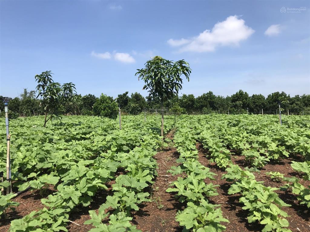 Bán nhanh lô đất vườn đang canh tác, đường ô tô, gần trung tâm suối nho, sổ sẵn sang tên ngay