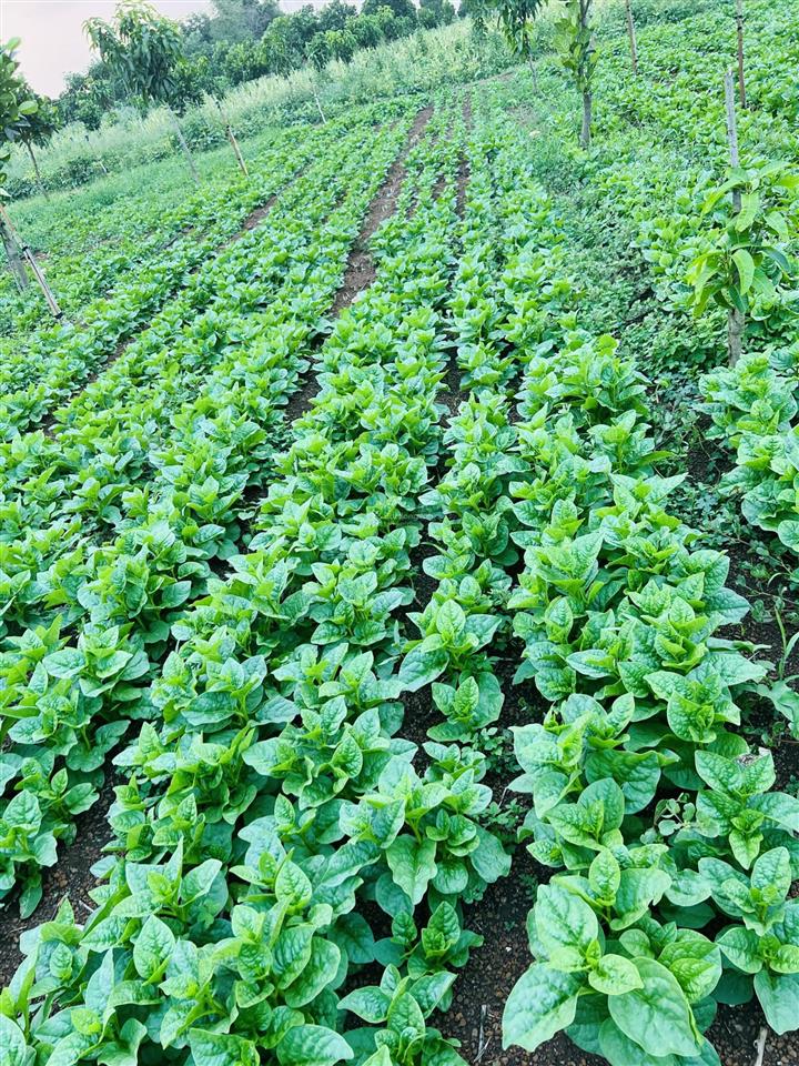 Bán nhanh lô đất vườn đang canh tác, đường ô tô, gần trung tâm suối nho, sổ sẵn sang tên ngay
