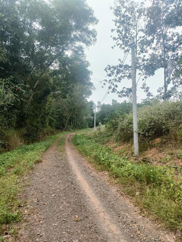 Bán đất đang trồng cao su 1387m2 hơn 6 năm tuổi, giá chỉ 569tr, ra đường nhựa nam lộ chỉ 400m