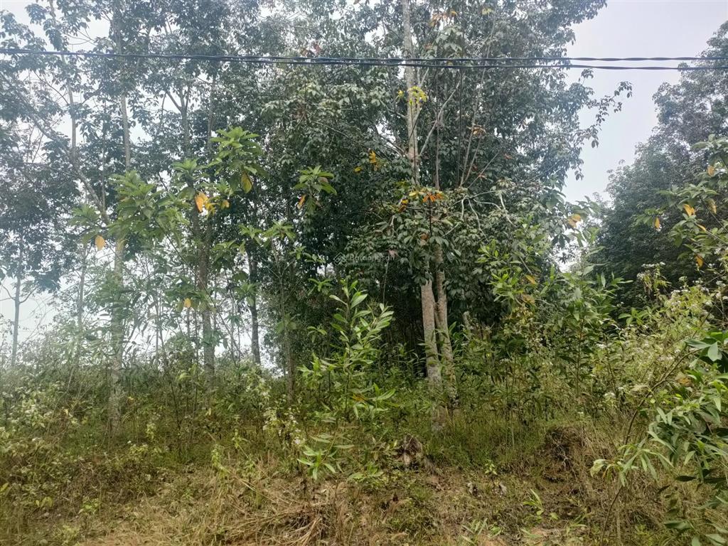 Bán đất đang trồng cao su 1387m2 hơn 6 năm tuổi, giá chỉ 569tr, ra đường nhựa nam lộ chỉ 400m