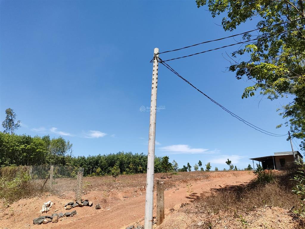 Bán đất đang trồng cao su 1387m2 hơn 6 năm tuổi, giá chỉ 569tr, ra đường nhựa nam lộ chỉ 400m