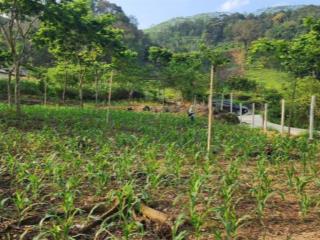 Cần bán lô đất đẹp 1,100m2 tiểu khu hương lý, đà bắc