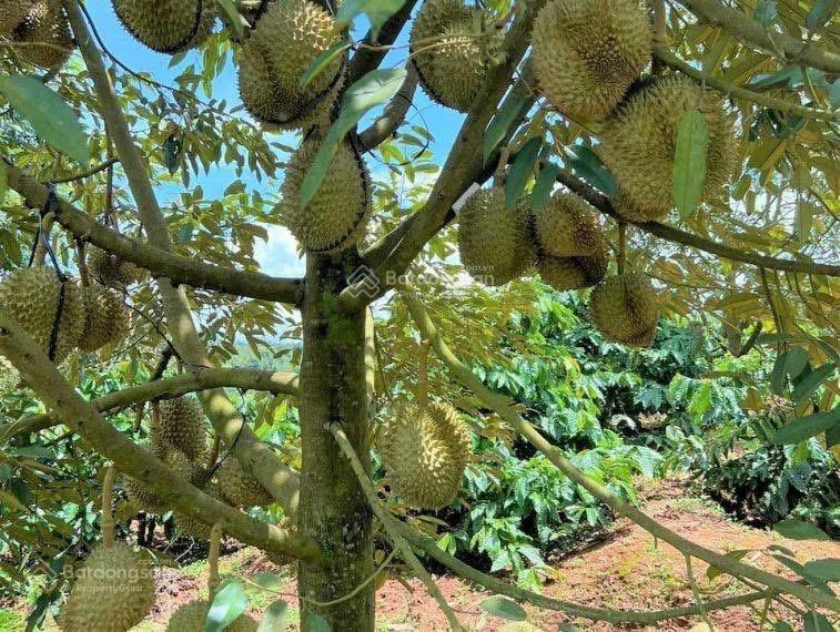 Bán đất vườn 1200m2 giá 190tr tại minh hưng  chơn thành