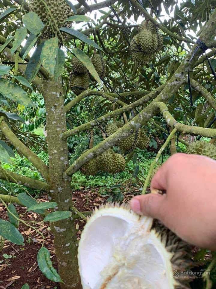 Bán đất vườn 1200m2 giá 190tr tại minh hưng  chơn thành