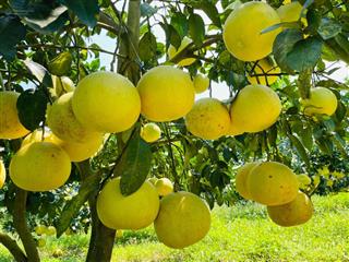 Bán gấp vườn bưởi ở long khánh. chính chủ