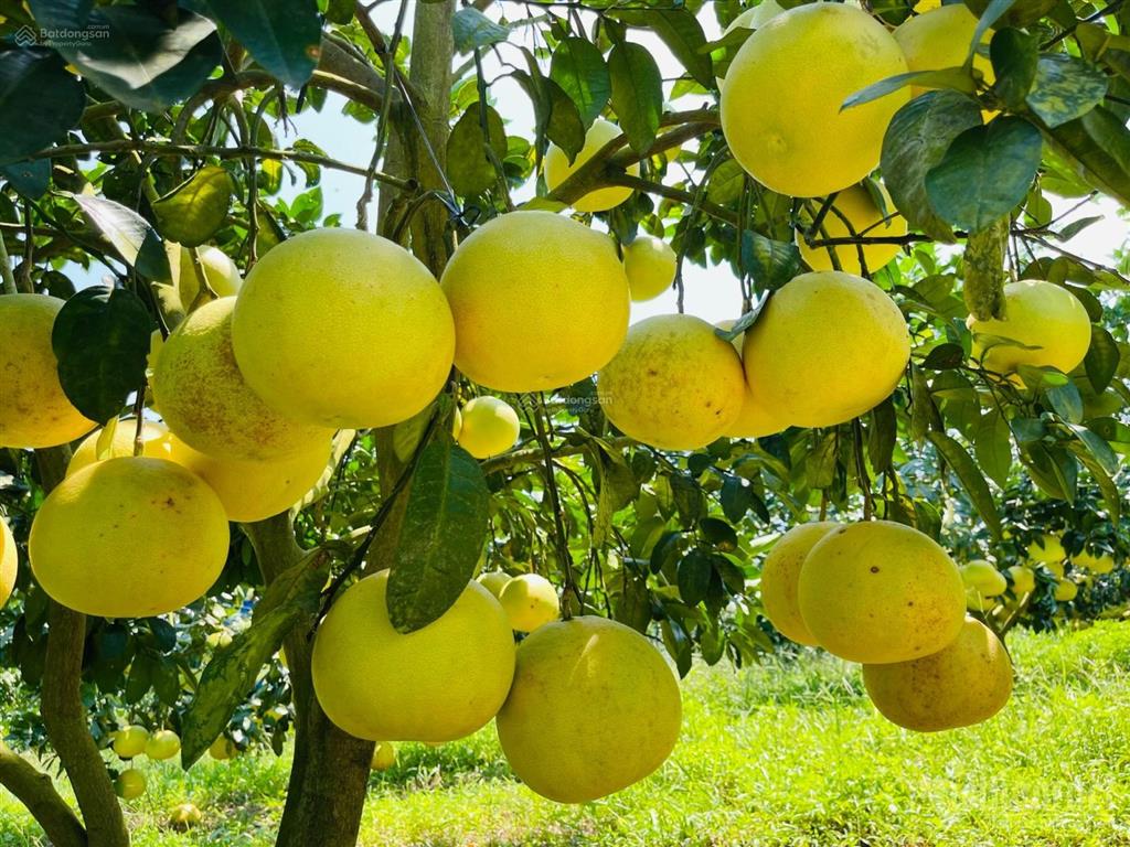 Bán gấp vườn bưởi ở long khánh. chính chủ