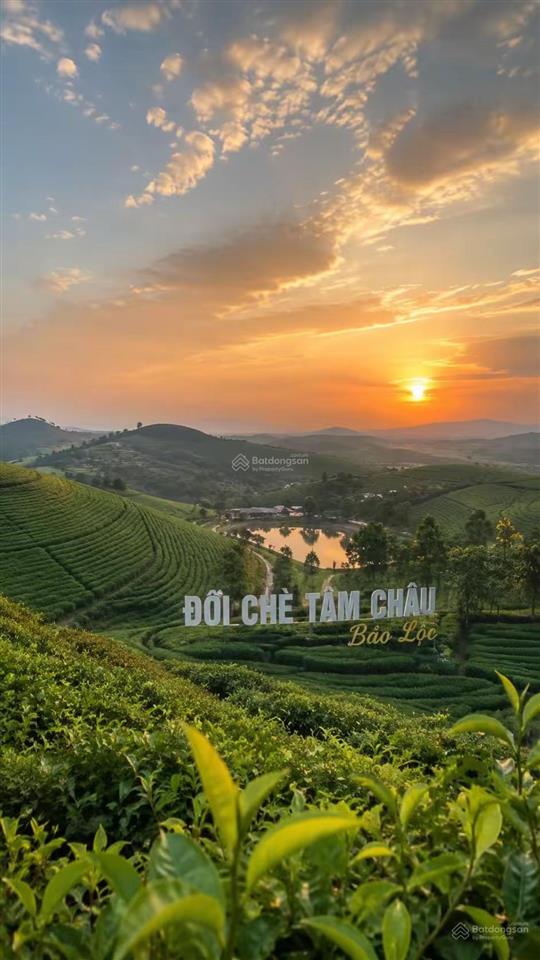 Bán gấp đất gần hồ ngọc, gần đồi chè tâm châu, 1,35tỷ/150m2, full thổ, sổ sẵn, mặt tiền nhựa oto 9m