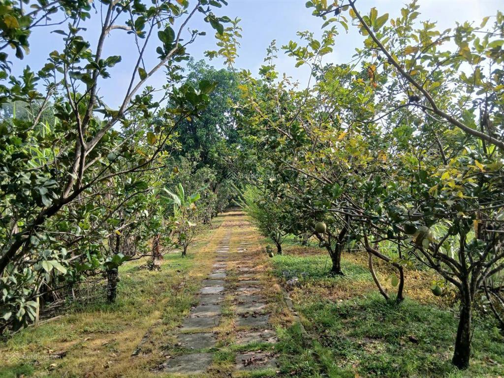 Thu hồi vốn bán lỗ lô đất shr ,thổ cư 1/ nguyễn văn khạ .phước vĩnh an củ chi