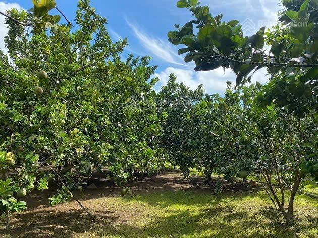 Chỉ với 250tr sở hữu đất thổ cư ngay hôm nay  tăng vườn bưởi đang thu hoạch