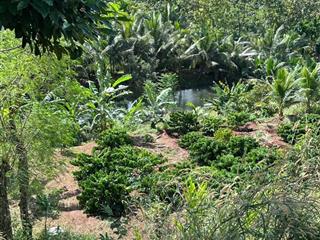 Chủ gửi bán hơn 1ha đất cafe và cây ăn trái tại xã quảng phú  cưmgar chỉ 440tr/sào