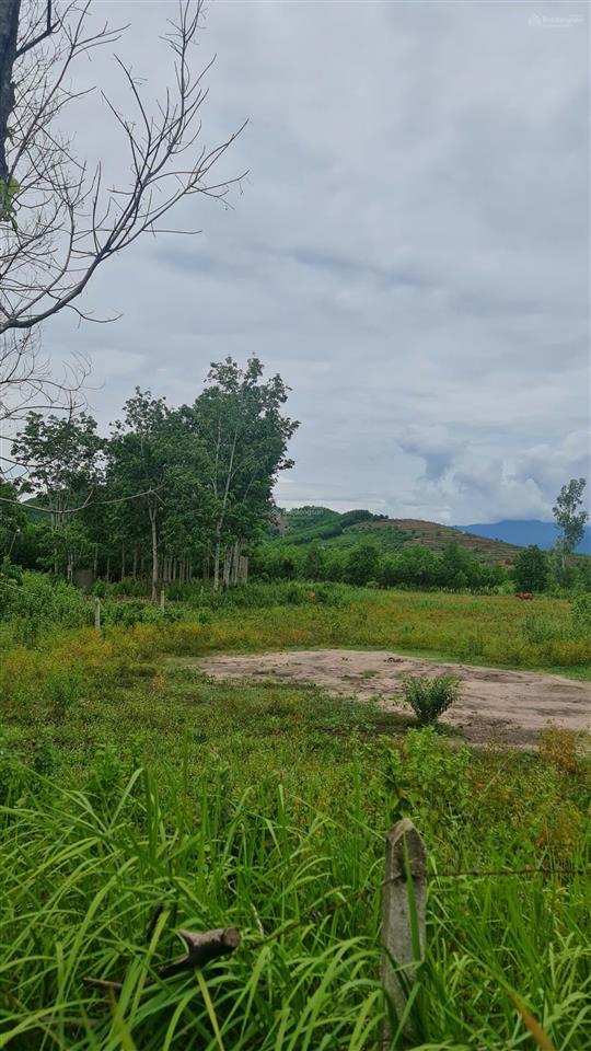 Bán đất khánh đông 2.500m2 quy hoạch full thổ cư  1,5 tỷ