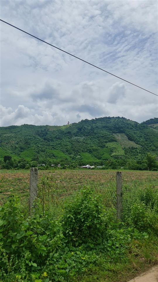 Bán đất khánh đông 2.500m2 quy hoạch full thổ cư  1,5 tỷ
