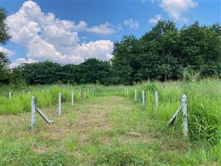 Bán gấp lô đất ngộp giá rẻ ngay đ. trần tử bình, tân thông hội. dt 150m2, sổ hồng riêng