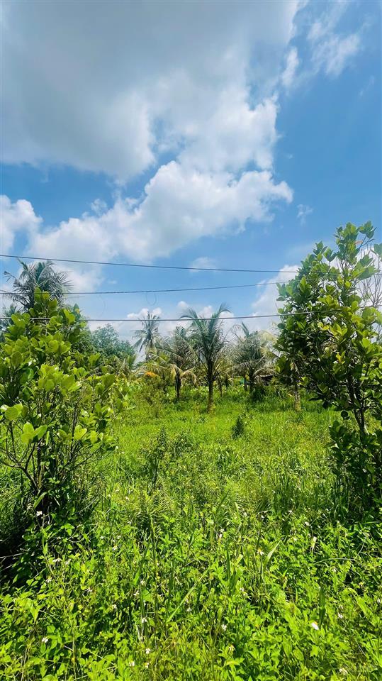 Bán đất 1003.7m2 giá cực rẻ tại long bình, hcm, 9,999 tỷ, shr, cách vinhomes 800m