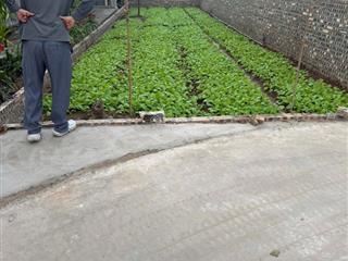 Bán 100m2 đất đông tảo đường thông 3m giá 23.5tr/m2,  0925 988 ***