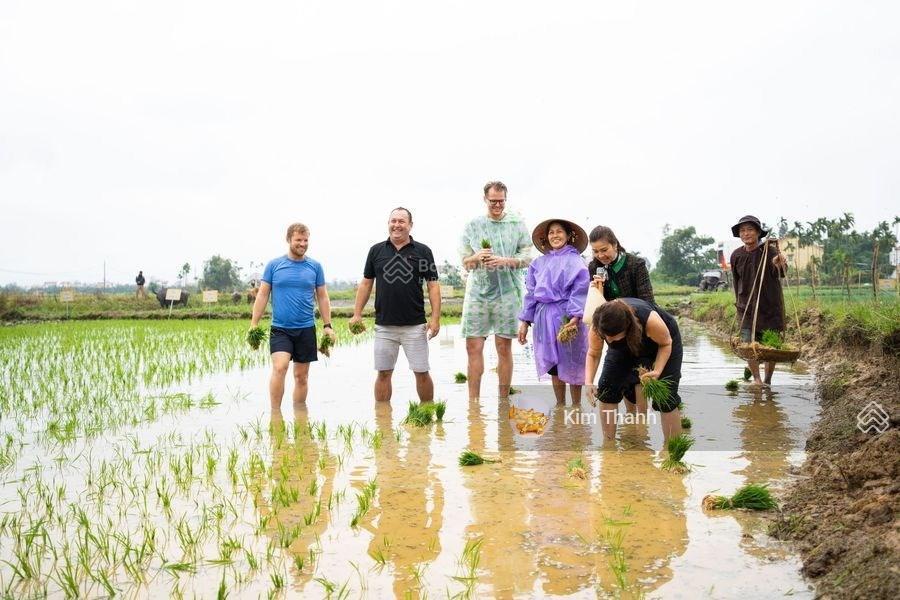 Cần bán đất mặt tiền đường cửa đại view sông, view lúa hội an, vị trí đắc địa nhất hội an