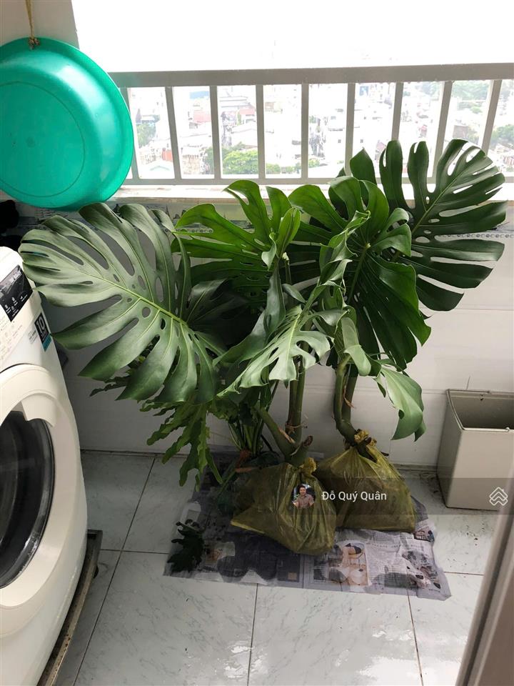 Bán chung cư 2pn 1vs tại chung cư 1050 chu văn an, giá siêu hời 3,5 tỷ, 61,5m2