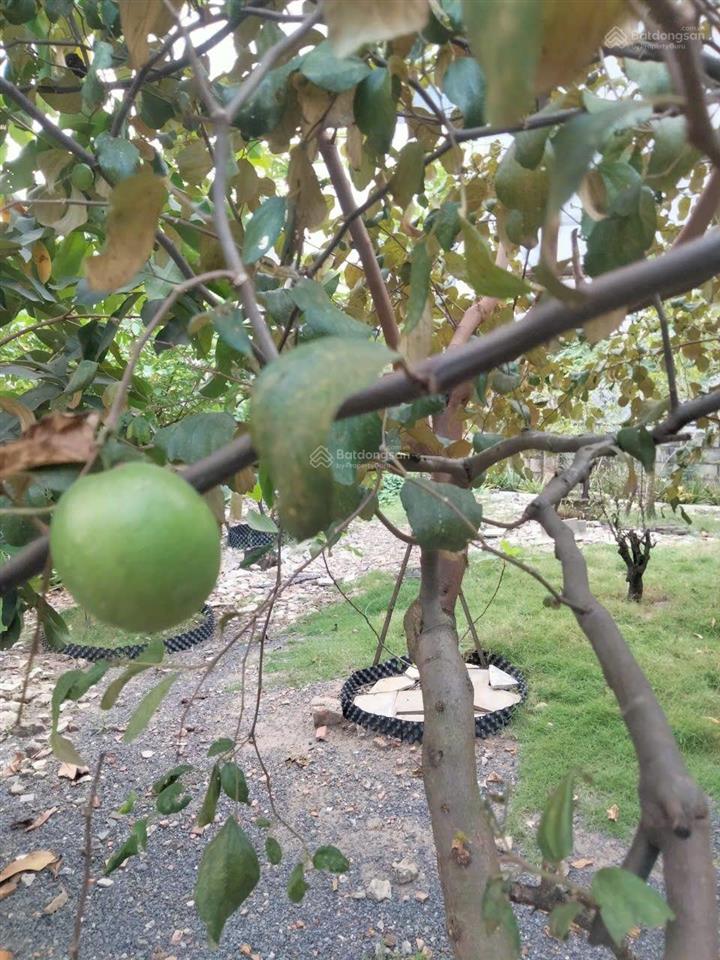 Bán nhà sân vườn xanh 505m2 hiếm phường thạnh xuân, quận 12. giá chỉ 11,8 tỷ