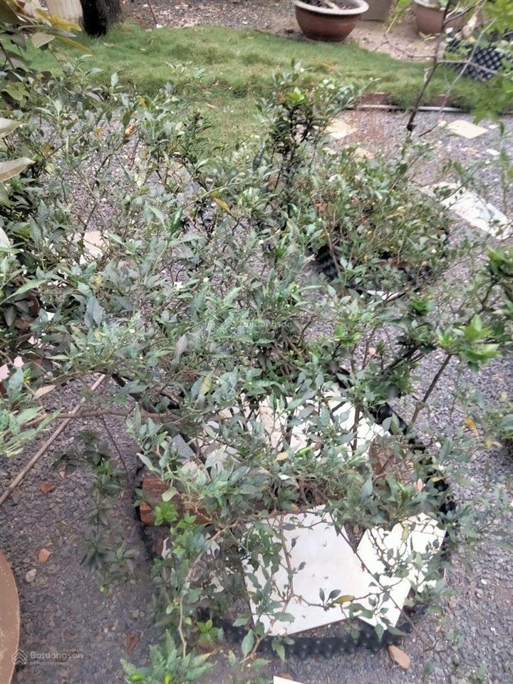 Bán nhà sân vườn xanh 505m2 hiếm phường thạnh xuân, quận 12. giá chỉ 11,8 tỷ