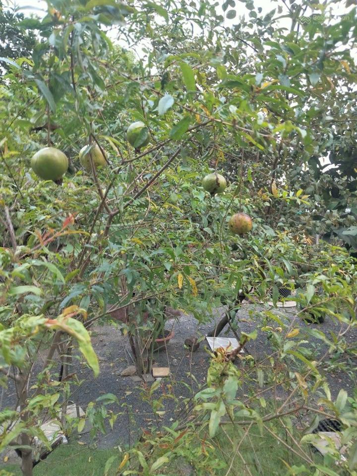 Bán nhà sân vườn xanh 505m2 hiếm phường thạnh xuân, quận 12. giá chỉ 11,8 tỷ