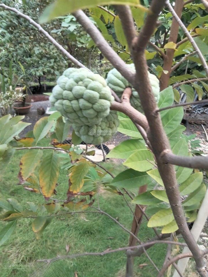 Bán nhà sân vườn xanh 505m2 hiếm phường thạnh xuân, quận 12. giá chỉ 11,8 tỷ