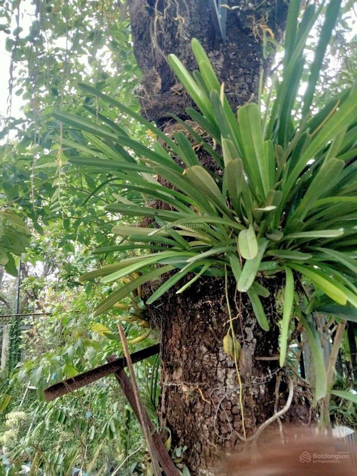 Bán nhà sân vườn xanh 505m2 hiếm phường thạnh xuân, quận 12. giá chỉ 11,8 tỷ