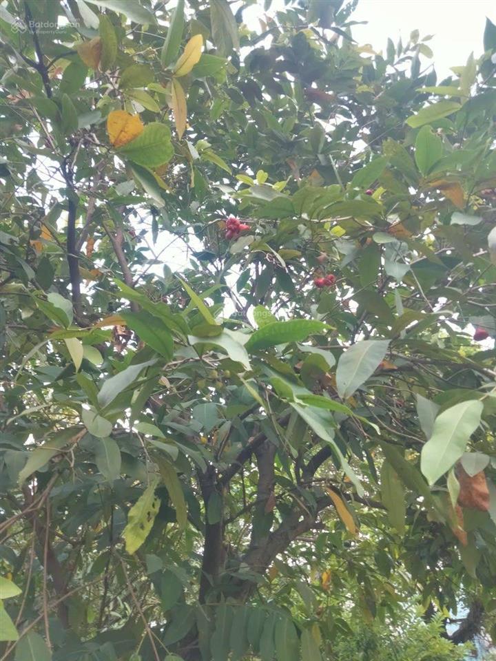 Bán nhà sân vườn xanh 505m2 hiếm phường thạnh xuân, quận 12. giá chỉ 11,8 tỷ