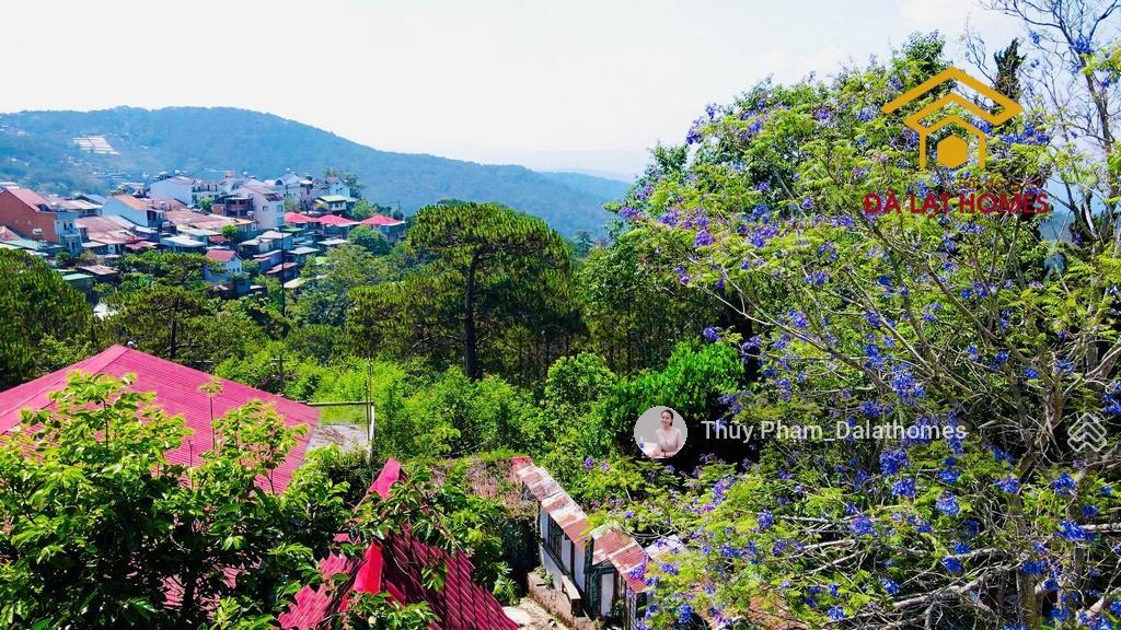 Bán đất đường trần quang diệu đà lạt, cách cổng dinh i 50m view rừng thông