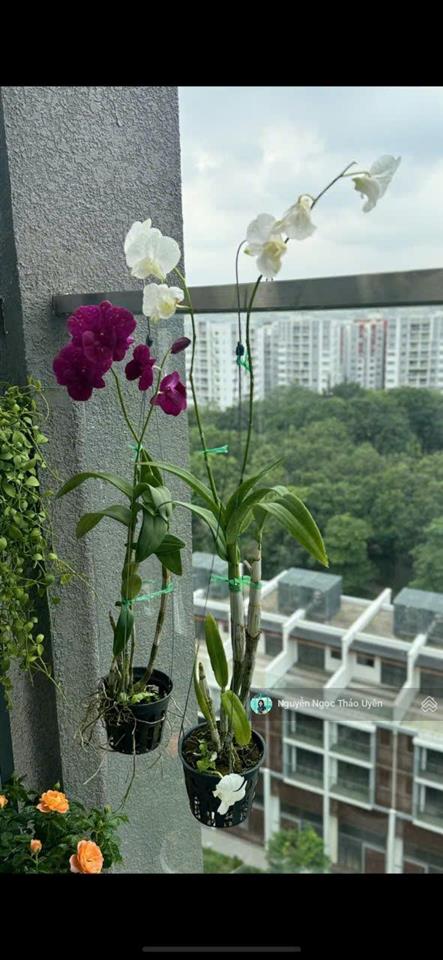 Brilliant 3pn+1 diện tích 141m2 giá full 9ty5 (102%)