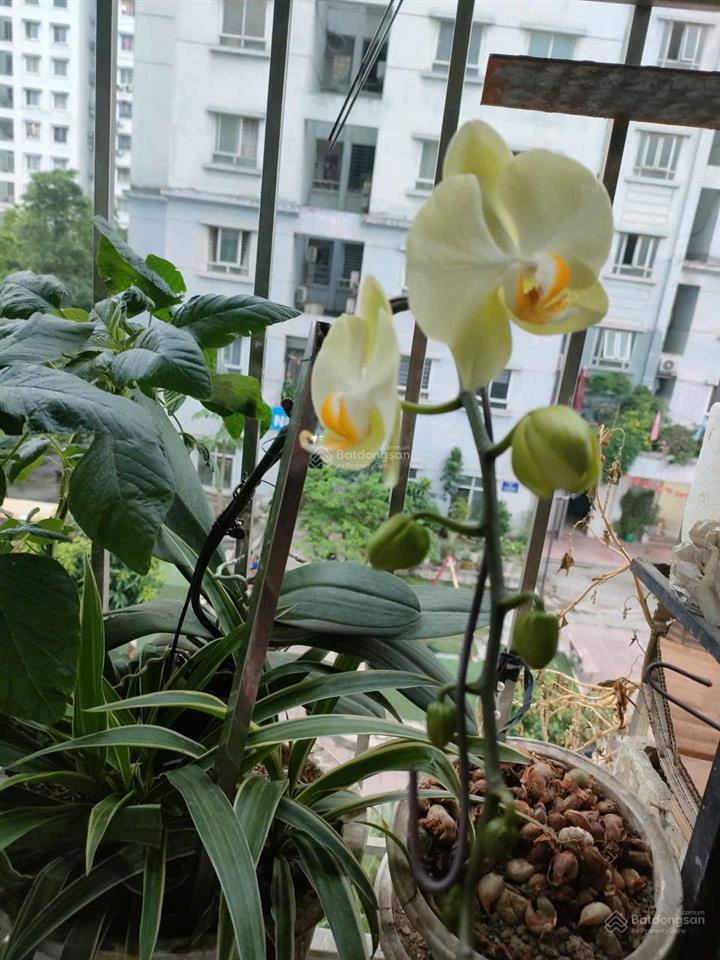 Chính chủ bán nhanh căn 3 phòng ngủ tòa ct1c thái hà  phạm văn đồng. giá thương lượng được
