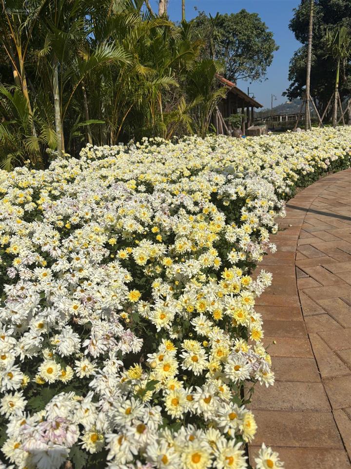 Thừa nhà cần bán nhanh suất ngoại giao của bác làm nhà nước  thanh xuân valley vĩnh phúc lakeside