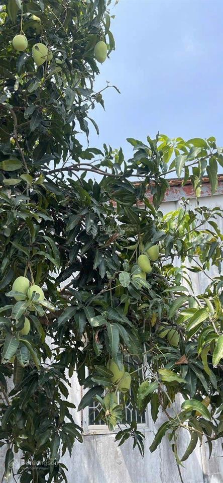 Đất 2.242 m có odt 200m và nhà cấp 4 vị trí đẹp, ngay trung tâm thị trấn củ chi.tp.hcm
