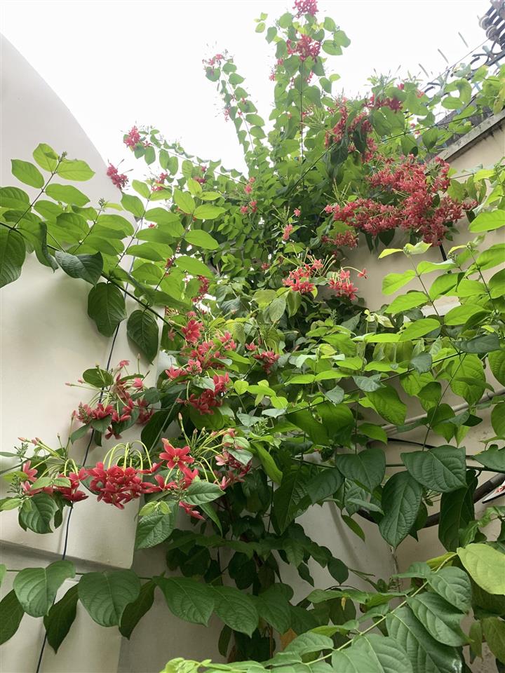 Villa đẹp phường bình thọ thủ đức dt 714m2 bề ngang 24m, full thổ cư, 2 lầu, ở sướng, chỉ 72 tỷ