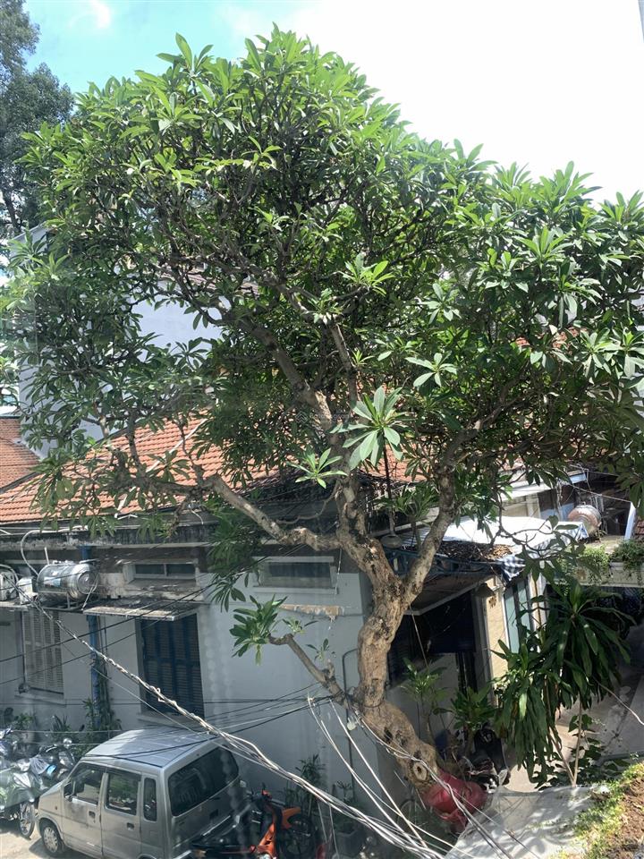 Biệt thự pháp cổ sương nguyệt ánh quận 1 hxh dt 45m² trệt + lửng shr kinh doanh & ở chỉ 8 tỷ