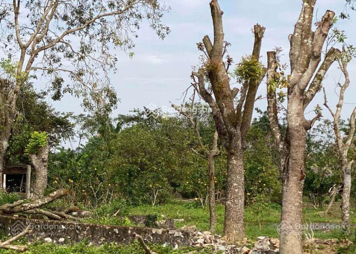 Bán gấp 7243m2 tại đông sơn (đông phú cũ), thanh hóa. giá chỉ 2,5 tỷ